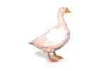 www.szch.sk
